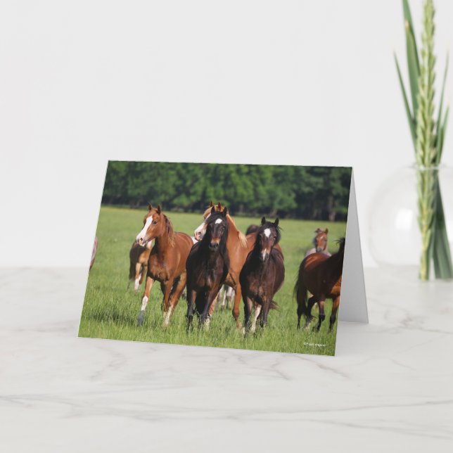 Carte Un troupeau de poneys gallois debout dans le champ (Devant)
