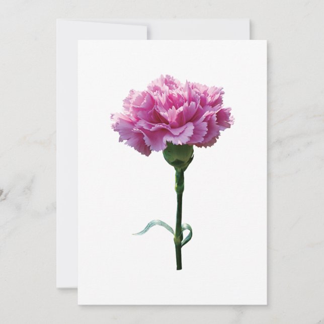 Carte Une carnation rose (Devant)