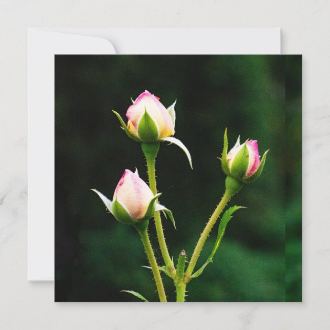 Carte Une fleur de rosebud (Devant)
