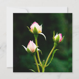 Carte Une fleur de rosebud