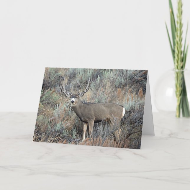 Carte Utah mule deer buck (Devant)