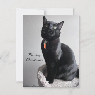 Carte vacances Cat