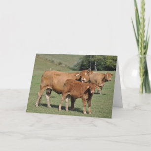 Carte Vache léchant l'anniversaire de veau