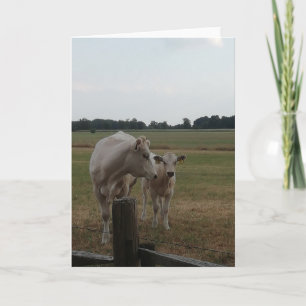 Carte Vache mère et bébé.