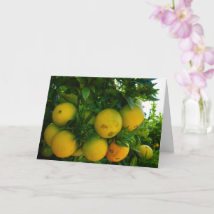 Carte Valencia Oranges en Orange Grove