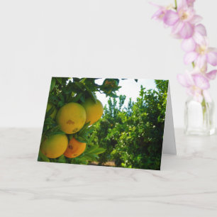 Carte Valencia Oranges en Orange Grove