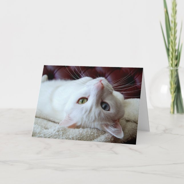 Carte Valentine Turc Angora Cat Odd Eyes (Devant)