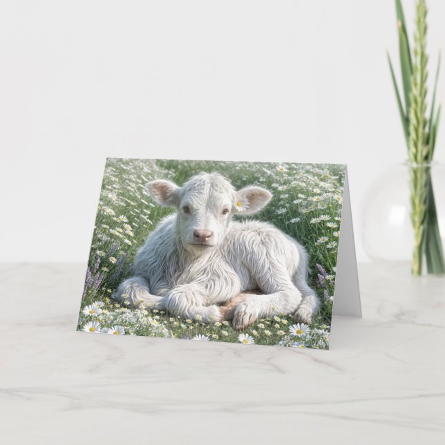 Carte Veau blanc écossais des Highlands à Daisies Annive (Devant)