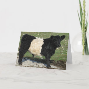 Carte Veau de Galloway ceinturé par noir mignon