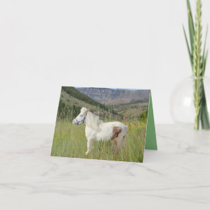 Carte Véritable Cheval Miniature en montagne anniversair