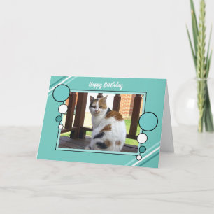 Carte Vert se reposant de turquoise de photo de chat de