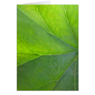 Carte verte de feuille