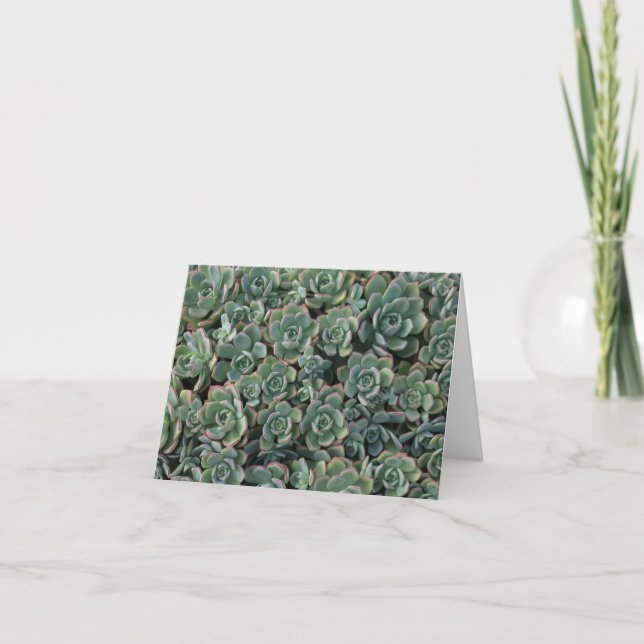 Carte vide Succulente (Devant)