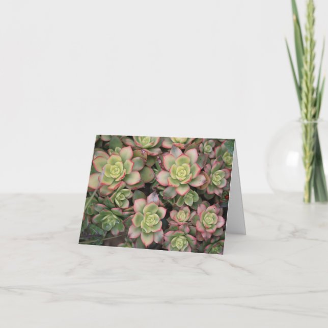 Carte vide Succulente (Devant)