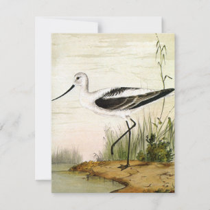 Carte Vieille vie marine Oiseaux rivage, oiseaux avocet