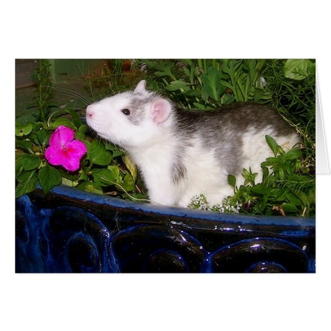 Carte vierge (Devant horizontal)