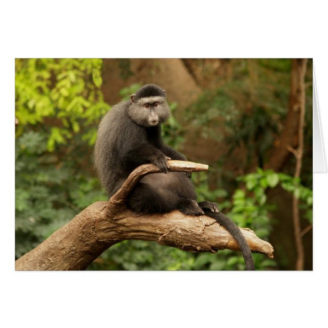 Carte vierge avec Arrière - plan de singe (Devant Horizontal)