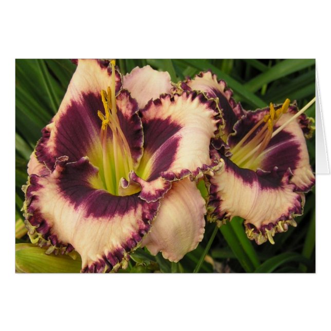 Carte vierge avec paire d'Eyed Daylilies (Devant Horizontal)