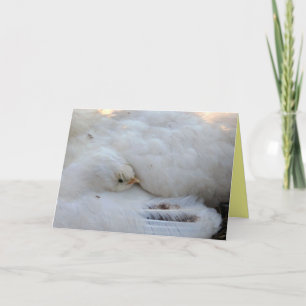 Carte vierge avec verso