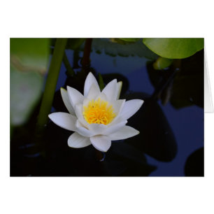 Carte vierge blanche de Lotus