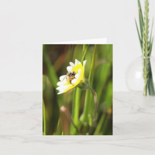 Carte vierge, Bumble Bee