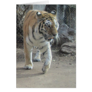 Carte vierge caracolante de tigre