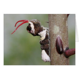 Carte vierge de Caterpillar de papillon géant de