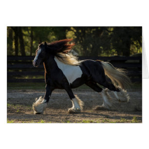 Carte vierge de cheval gitan de Vanner