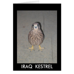 CARTE VIERGE DE CRÉCERELLE DE L'IRAK