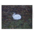 Carte vierge de lapin