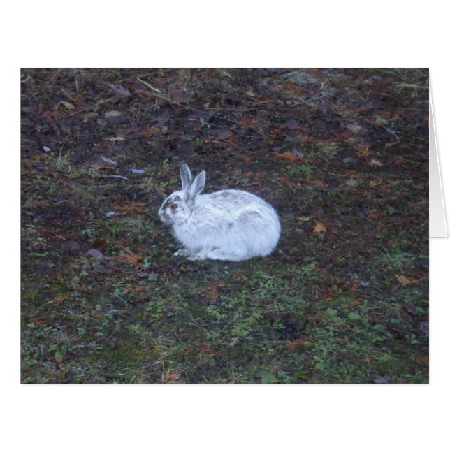 Carte vierge de lapin (Devant horizontal)