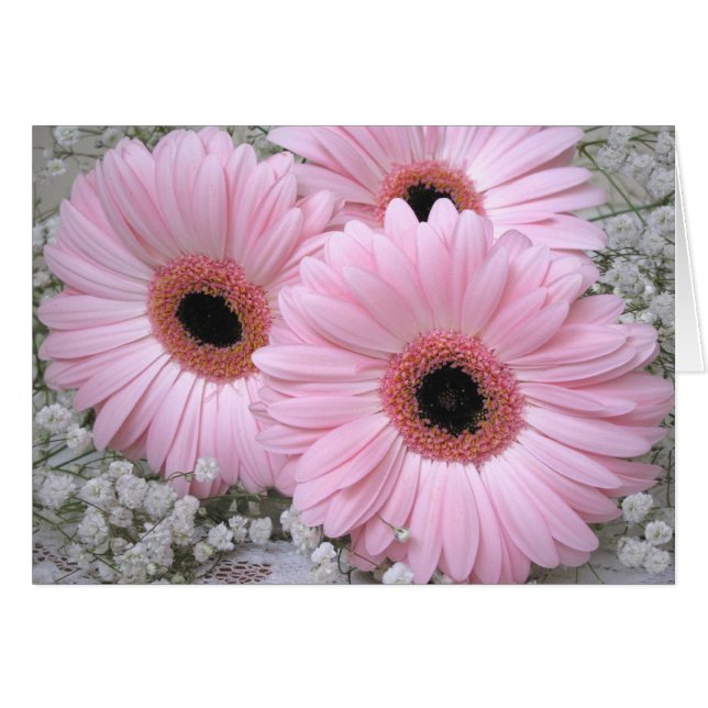 Carte vierge de Marguerite-Gerberas roses (Devant horizontal)