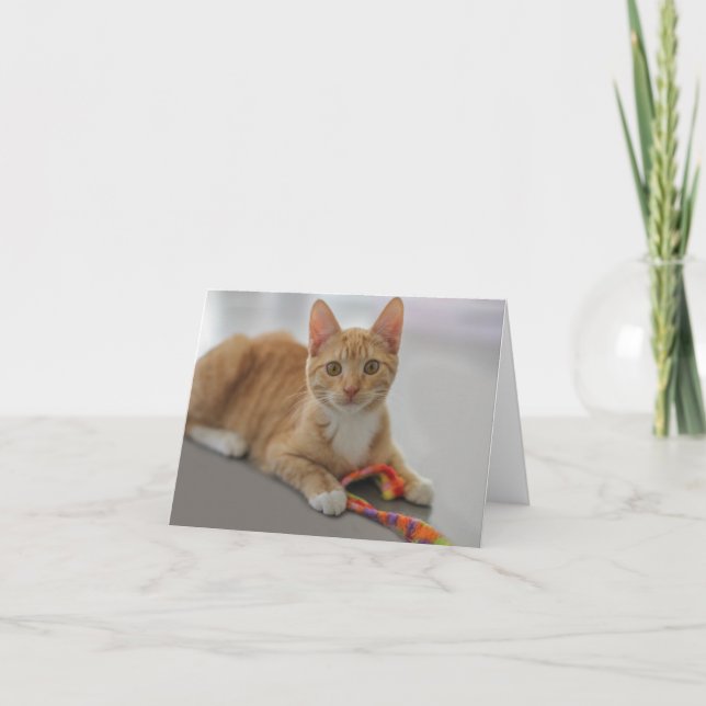 Carte vierge de note de chaton par le foyer pour (Devant)