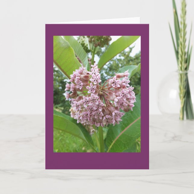Carte vierge de note de Milkweed (Devant)