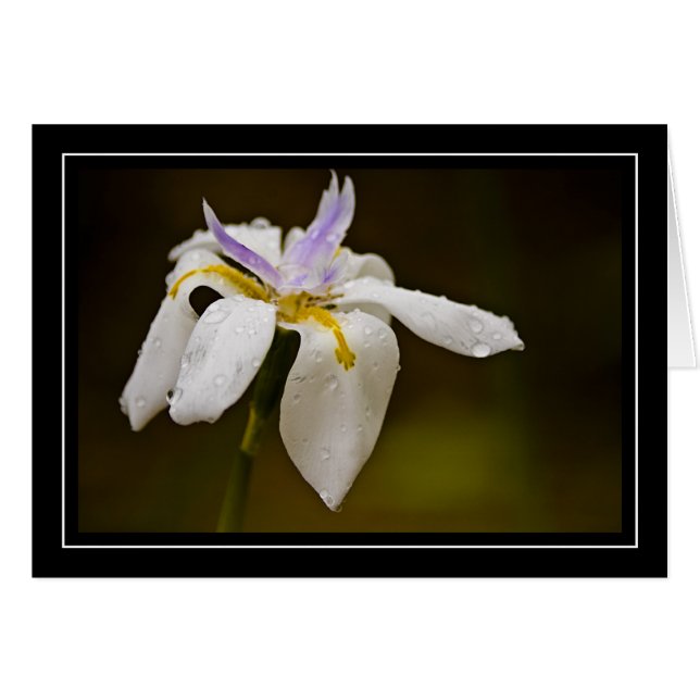 Carte vierge d'orchidée sauvage (Devant Horizontal)