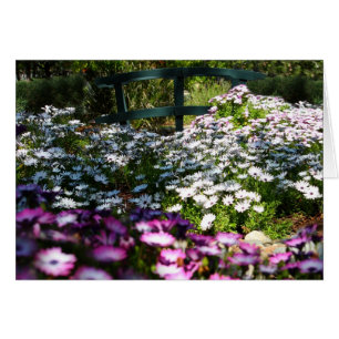 Carte vierge, marguerites africaines
