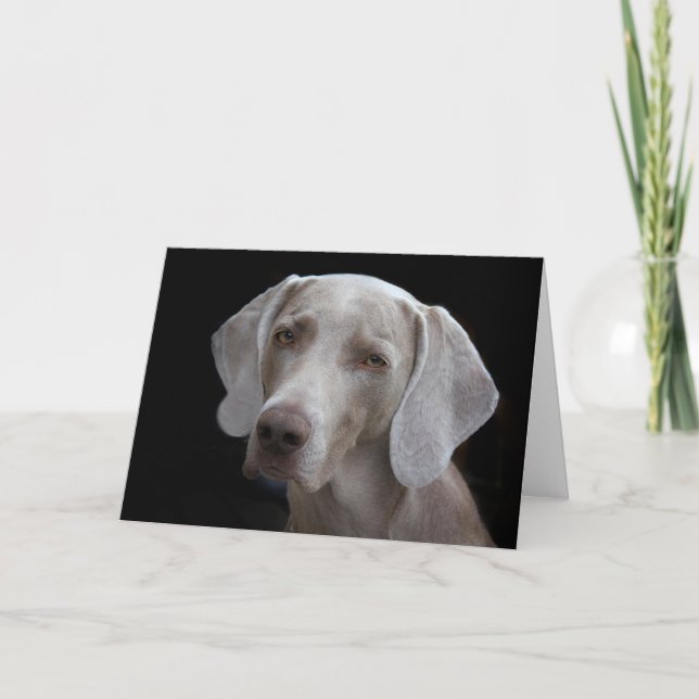 Carte vierge pour chien Weimaraner (Devant)