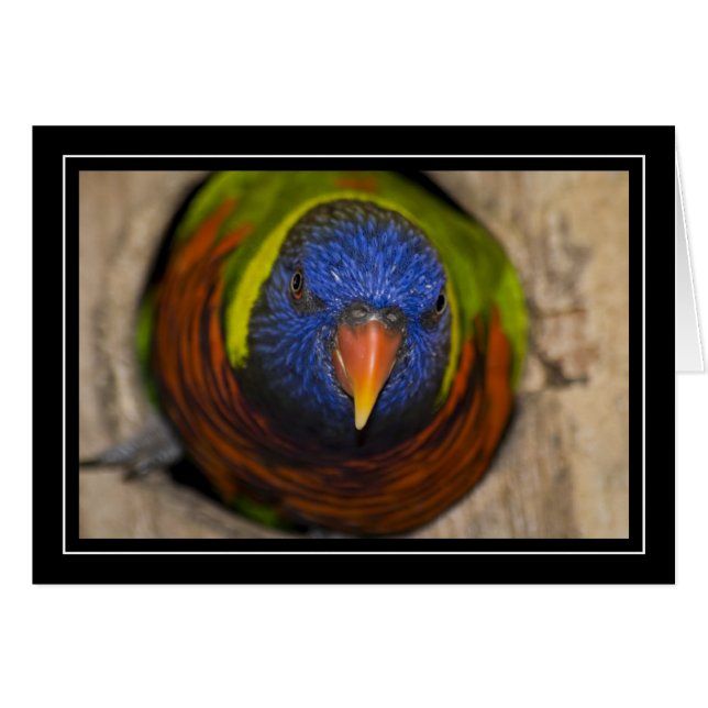 Carte vierge Verte-Naped de Lorikeet (Devant Horizontal)