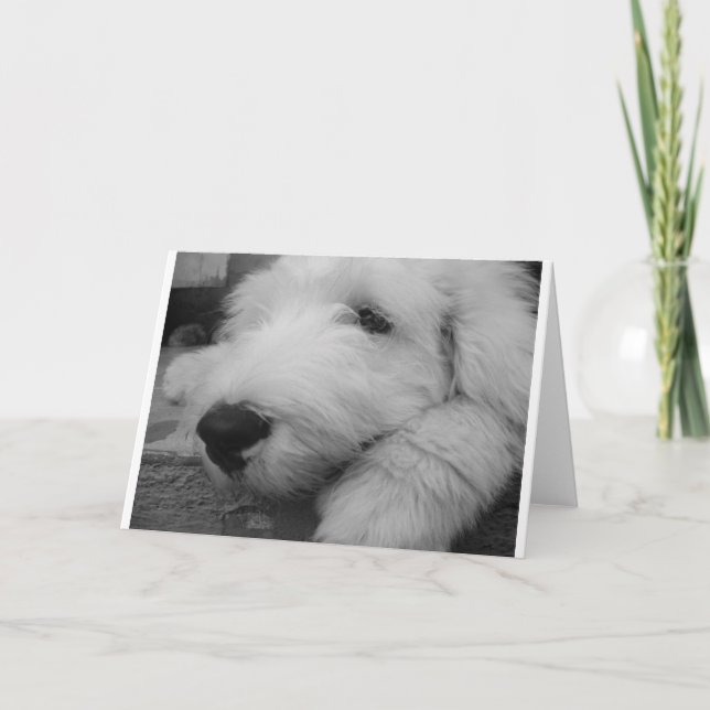 Carte Vieux chien de berger anglais (Devant)