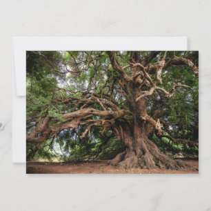 Carte Vieux Olivier rustique