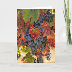 Carte Vignoble de belle automne Vin blanc