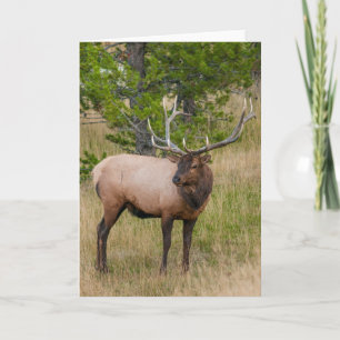 Carte Village Elk Lake Parc national de Yellowstone Wyom