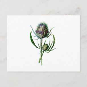 Carte Vintage 1902 Scottish Thistle Antique Fleur sauvag