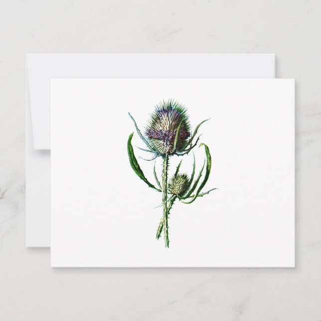 Carte Vintage 1902 Scottish Thistle Antique Fleur sauvag (Devant)
