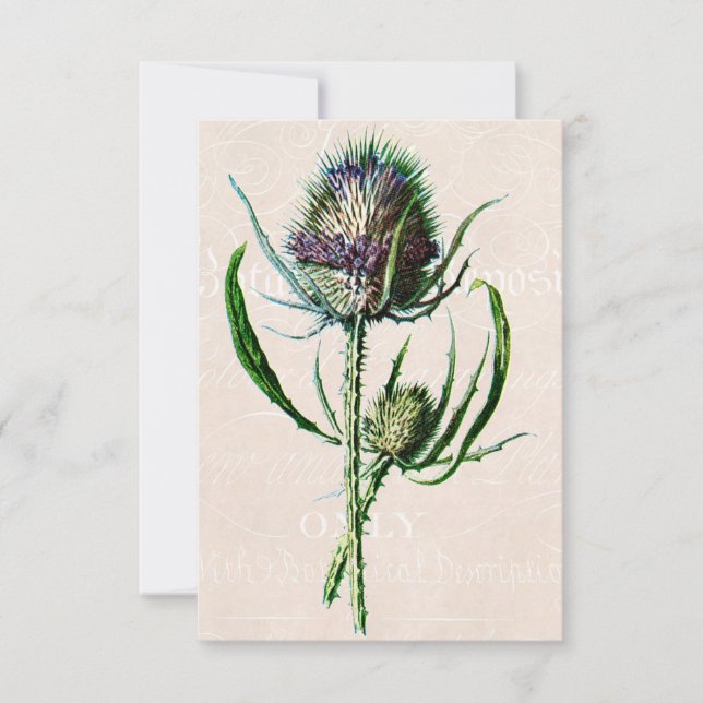 Carte Vintage 1902 Scottish Thistle Old Wild Flower (Devant)