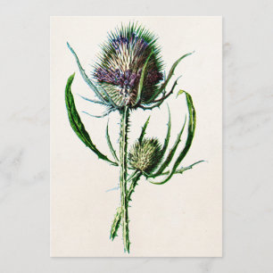 Carte Vintage 1902 Vielle fleur sauvage de chardon écoss