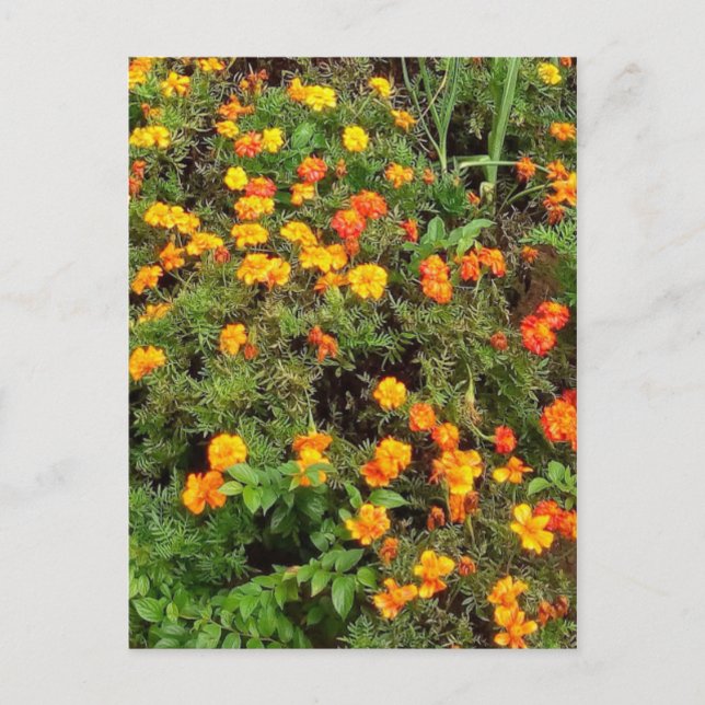 Carte Vintage moderne Jardin Botanique (Devant)