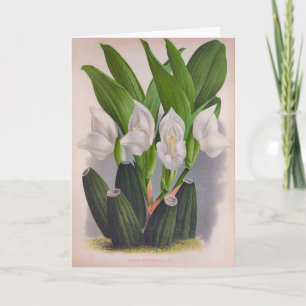Carte Vintage Orchidée blanche Anguloa Uniflora Lindenia
