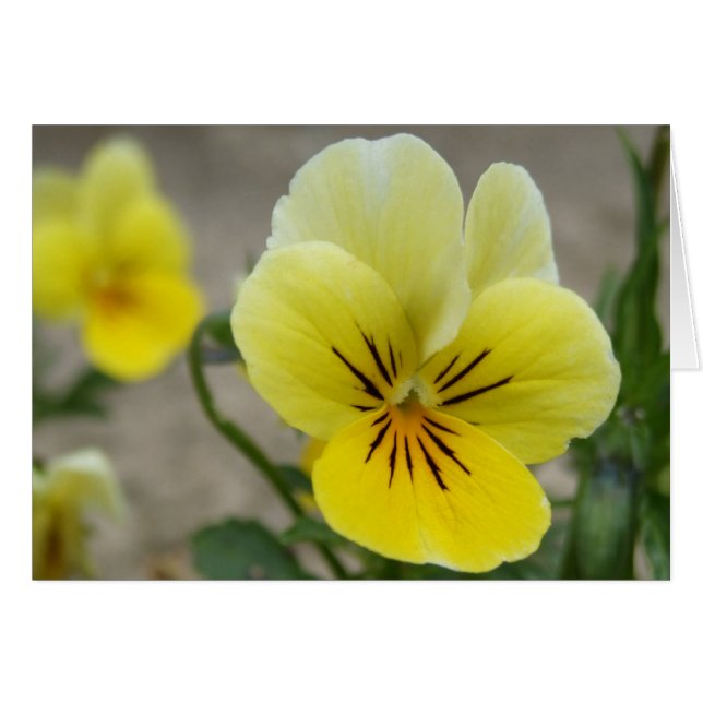 Carte Viola jaune (Devant horizontal)