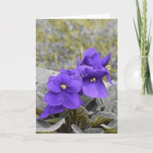 Carte Violets